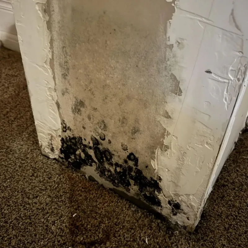 Professional Mold Removal in Zellwood, FL